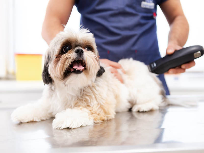 Effective Pet Grooming Ideas for Pet Parents